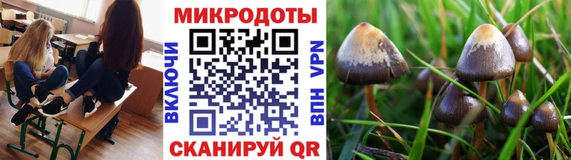 где найти   Злынка  Псилоцибиновые грибы Magic Shrooms 